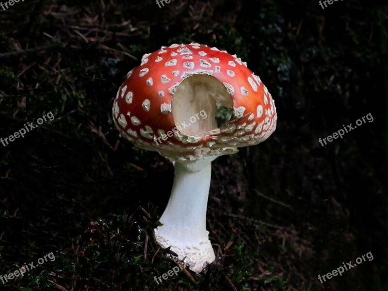 Plant Fly Agaric Amanita Muscaria Mushroom White Dots