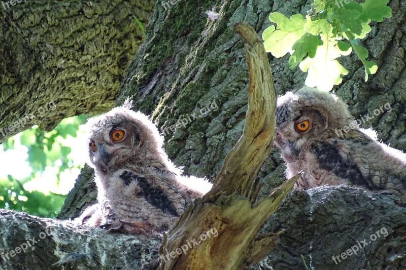 Eagle Owl Raptor Owl Bird Of Prey Young Owl