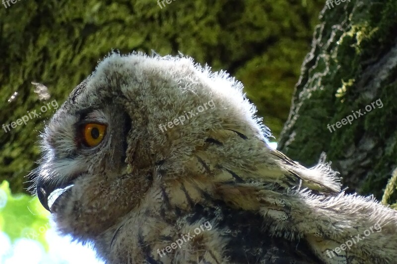 Eagle Owl Raptor Owl Bird Of Prey Young Owl