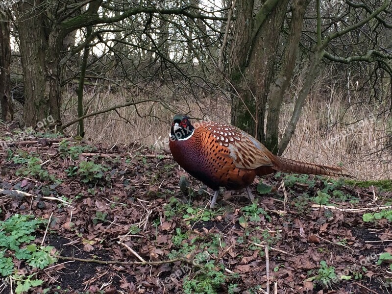 Pheasant Bird Colorful Feather Nature