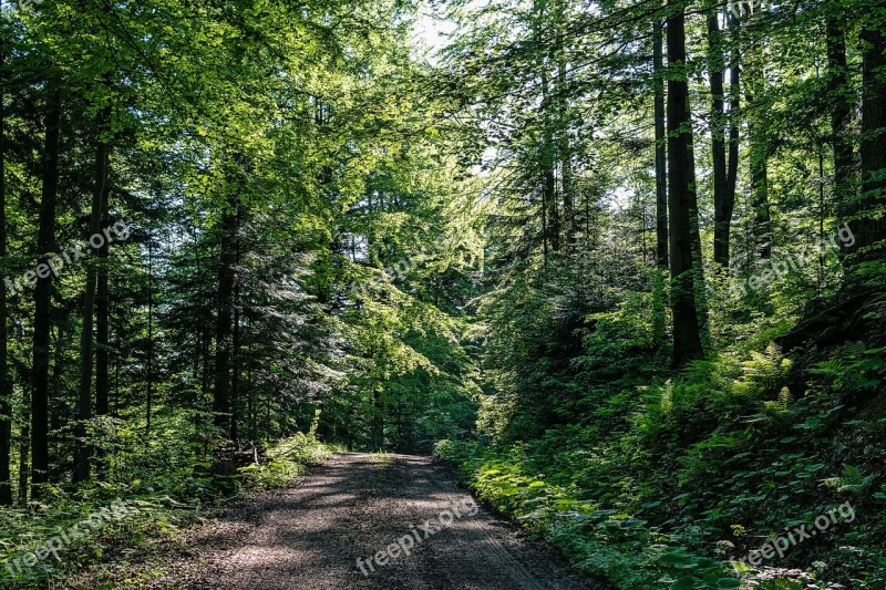 Forest Road Forest Tree Green Summer