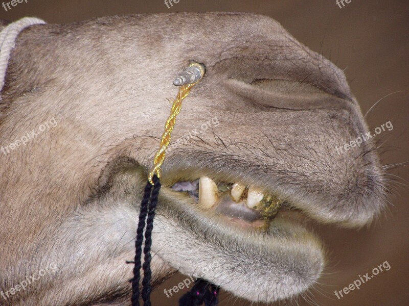 Camel Foot India Dromedary Desert Ship