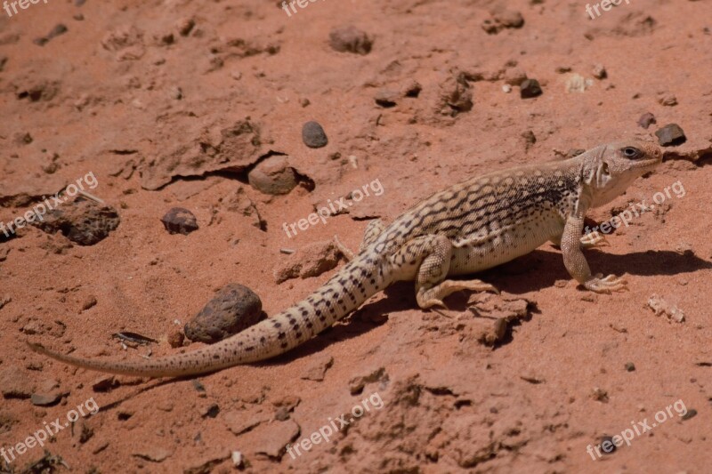 Desert Iguana Desert Iguana Reptile Lizard