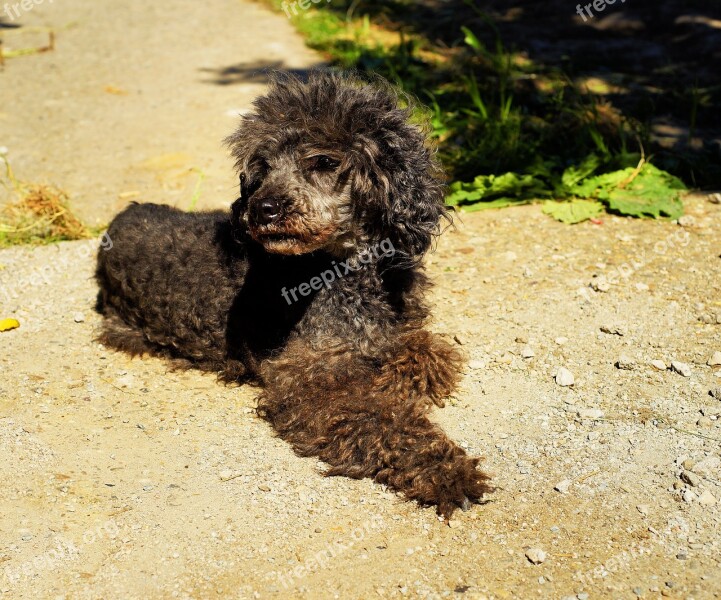 Dog Poodle Miniature Poodle Sweet Cute