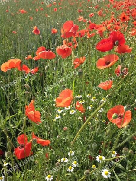 Flowers Red Poppies Flower Meadow Free Photos