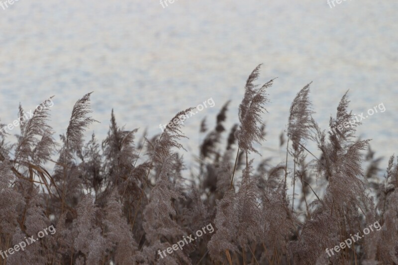 Water Reed Lake Bank Nature