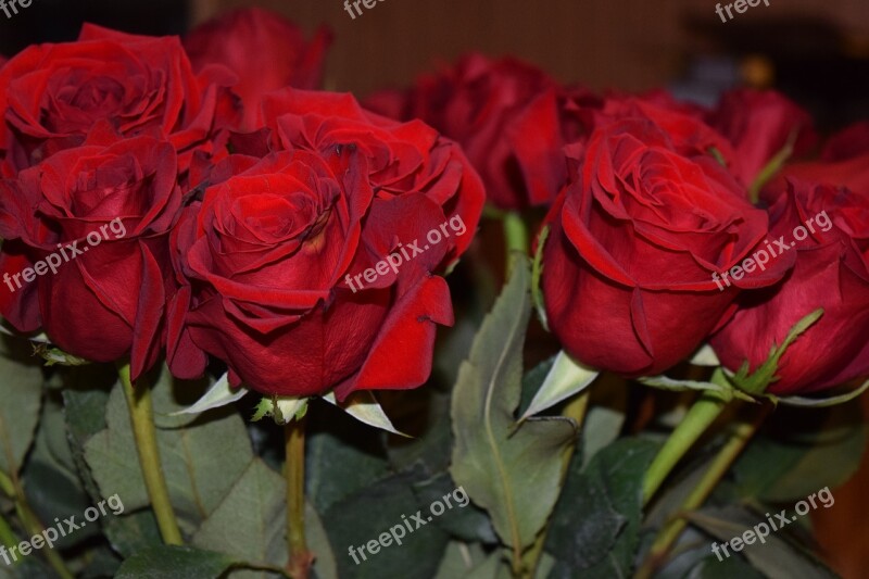 Roses Red Roses Valentines Valentine Romantic