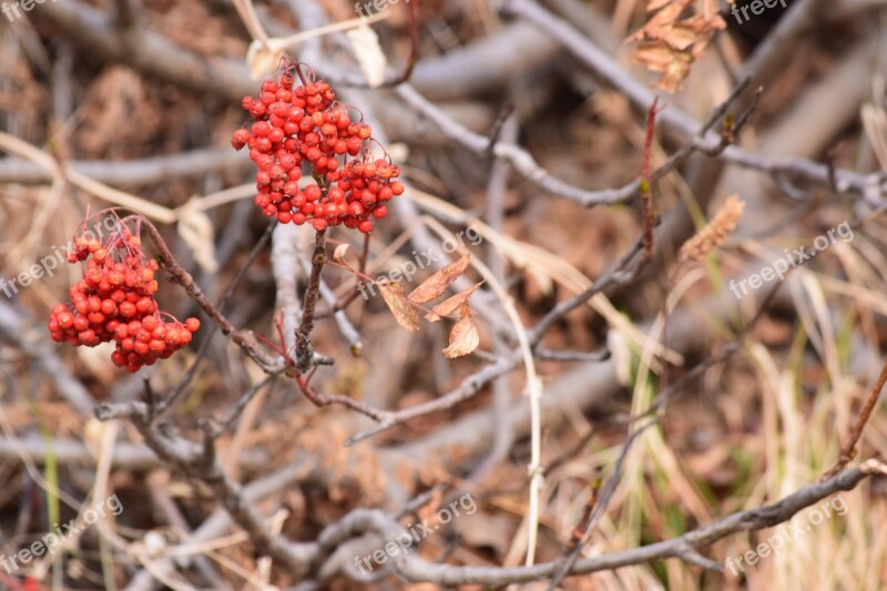 Wild Plants Red Berries Wild Plant