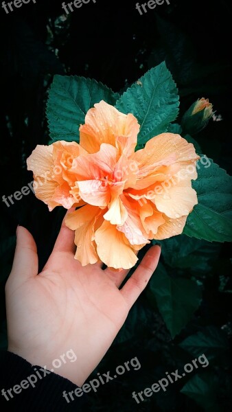 Peach Color Nature Lush Free Photos