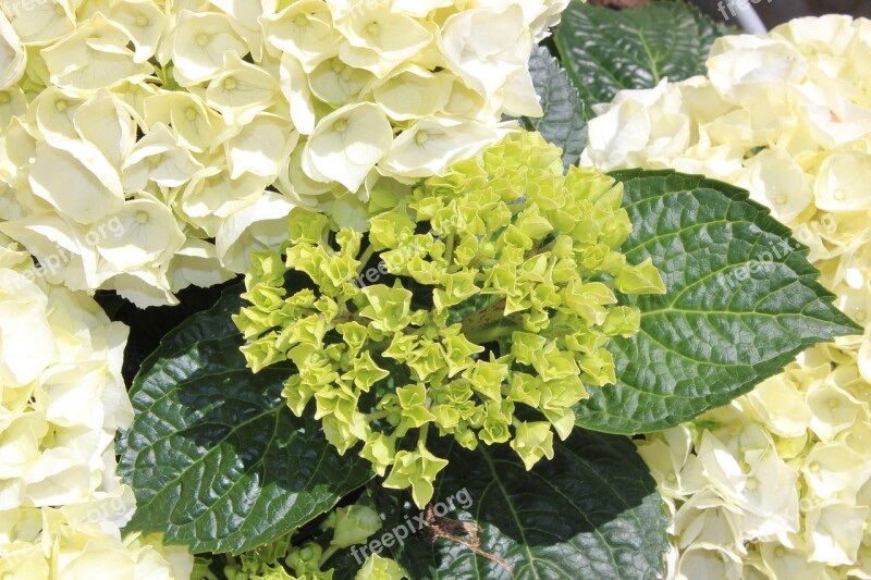 Hydrangeas White Hydrangea Plants Sweden Free Photos