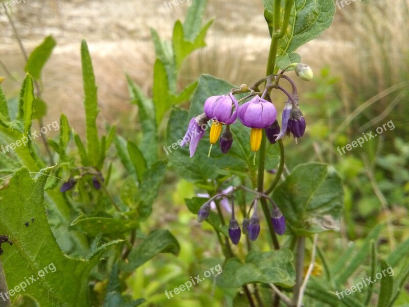 Pretty Beautiful Purple Flowers Green