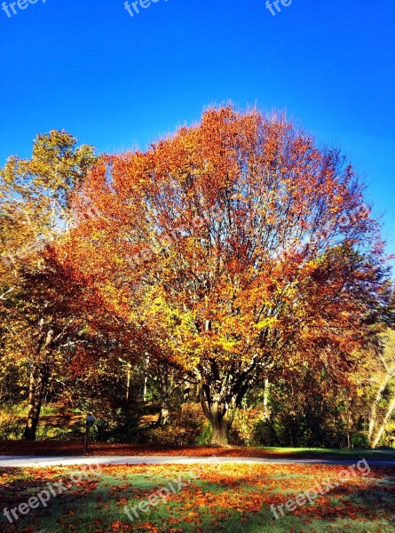 Fall Tree Park Blue Sky Autumn