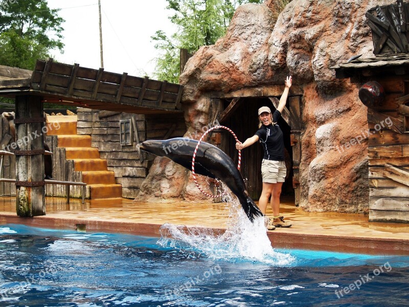 Seal Acrobatics Water Park Zoo Free Photos