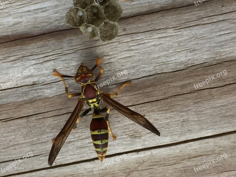 Insect Wasp Nest Eggs Yellow