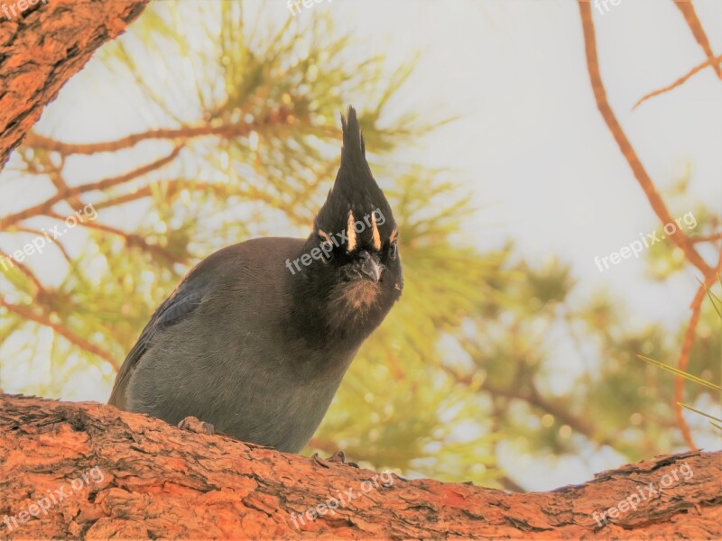 Bird Grand Canyon Hiking Wild Natural