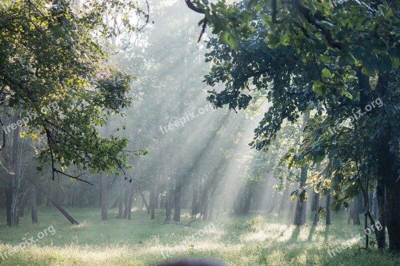 Jungle Forest Trees Sun Glare