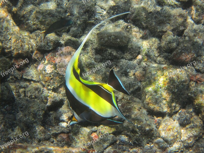 Moorish Idol Hawaii Fish Snorkeling Underwater