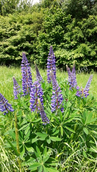 Plant Flowers Lupins Free Photos