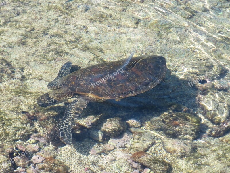 Turtle Hawaii Honu Sea Ocean