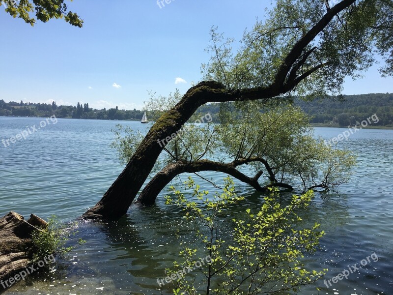 Lake Constance Summer Mainau Free Photos