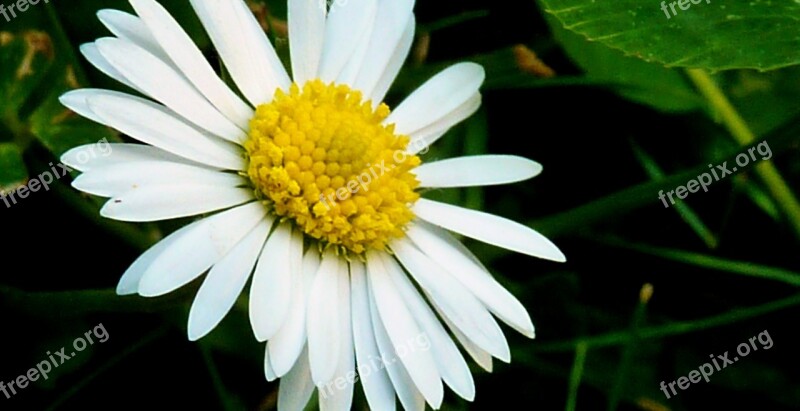 Daisy Daisies Meadow Flowers Spring