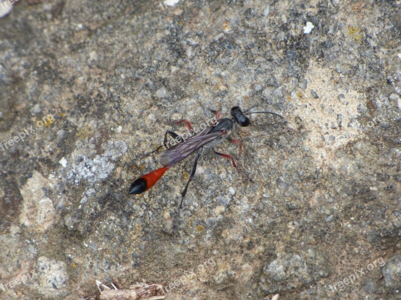 Ammophila Sabulosa Wasp Strange Insect Red-banded Sand Wasp Free Photos