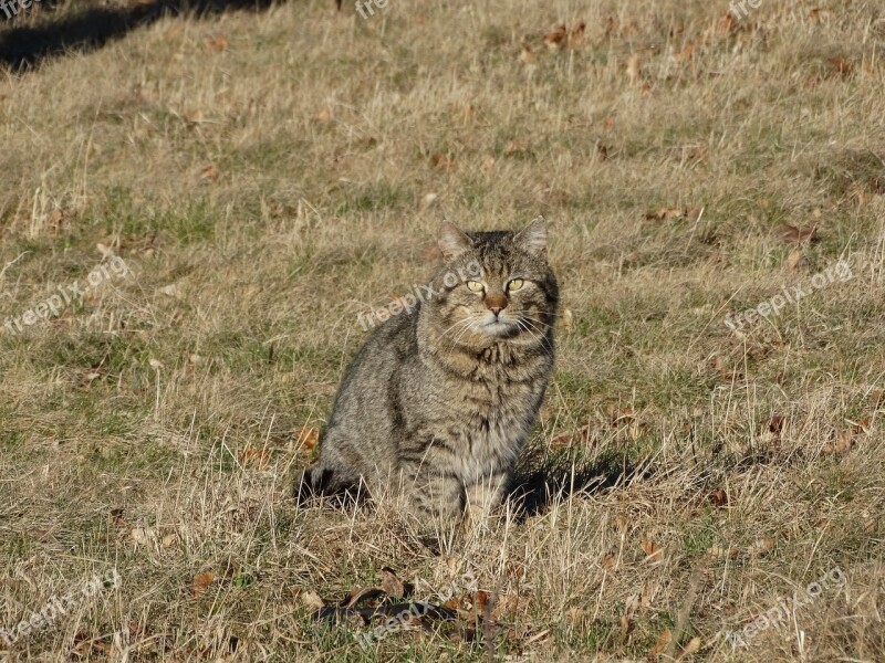 Cat Pet Domestic Cat Kitten Sitting Cat