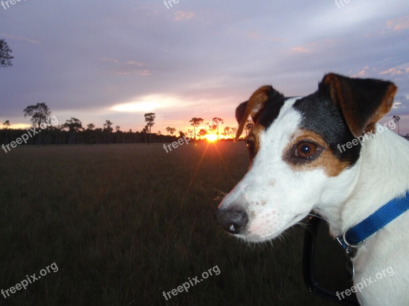 Chucky Jack Russell Rush Venezuela Free Photos