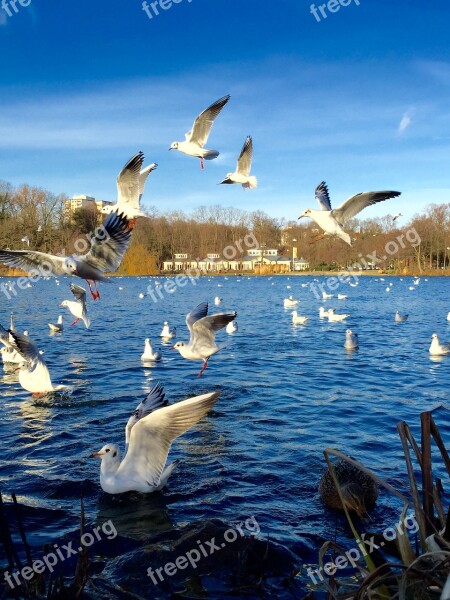 Lake Hamburg Boat Wasser Travel