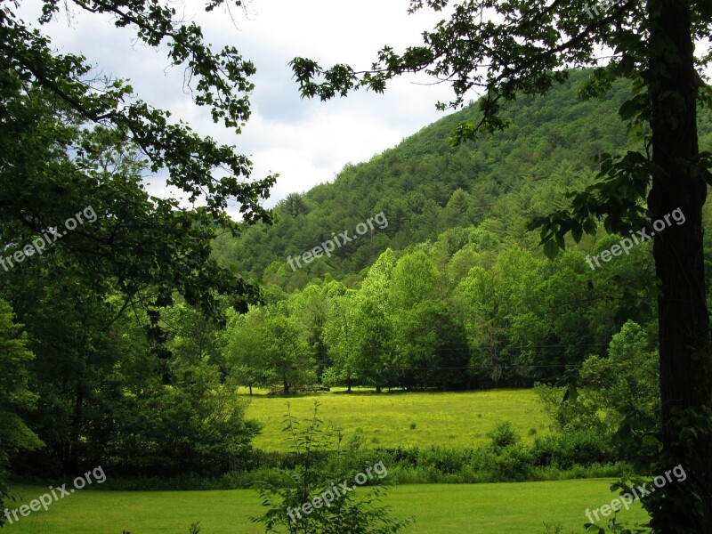 Mountain Trees Shrubs Nature Meadow