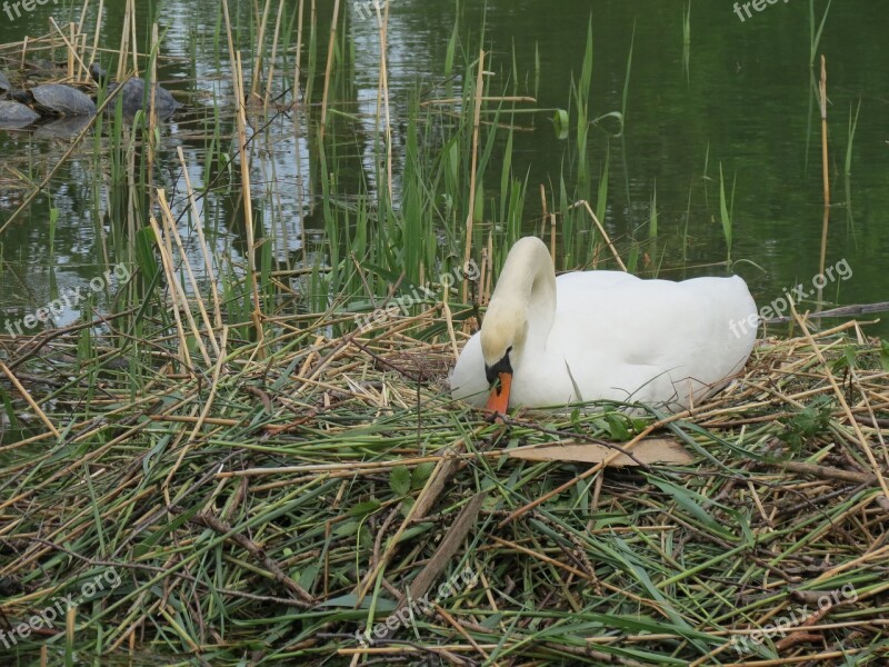 Swan Breed Swan's Nest Sweltering Swan Waterfowl