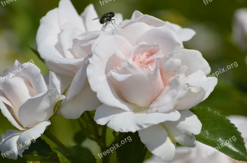 Roses White Roses Flying Flowers Nature