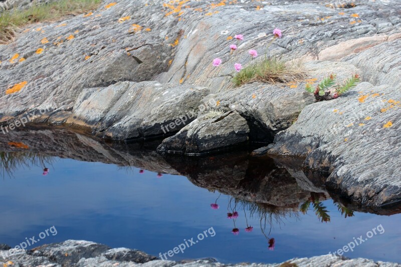 Stone Puddle Flower Reflect Mirroring