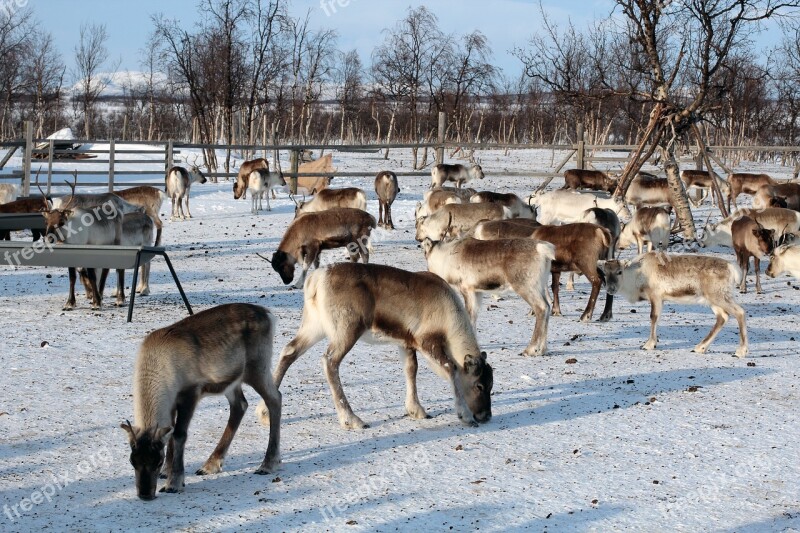 Reindeer Winter Snow Ice Cold