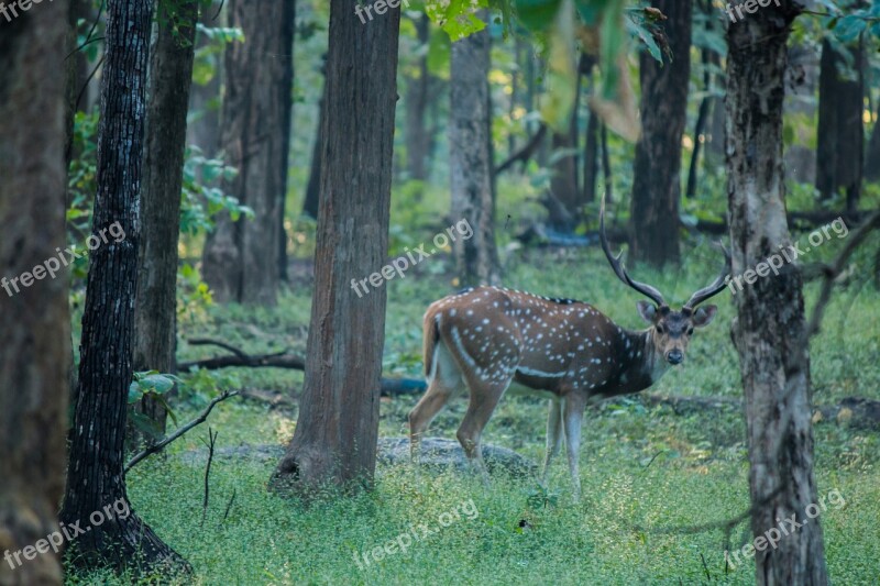 Spotted Deer Deer Forest Spotted Animal