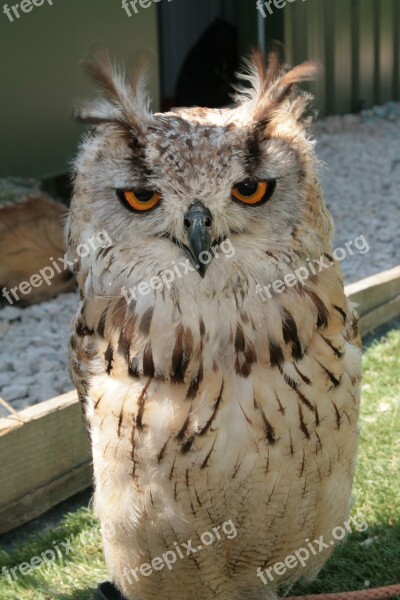 Owl Bird Of Prey Predator Bird Stare