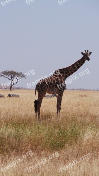 Giraffe Africa Savannah Free Photos