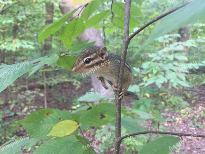 Chipmunk Tree Forest Rodent Small Animal