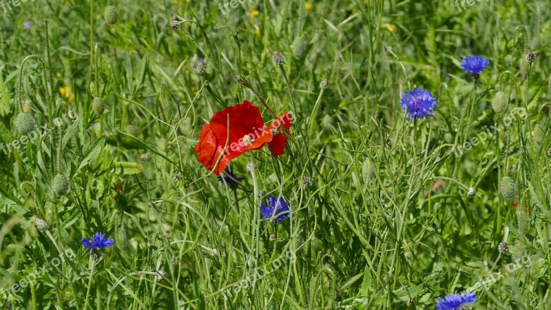 Flower Blossom Bloom Red Poppy