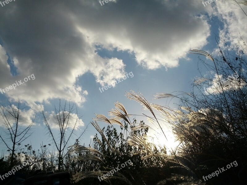 Reed Sky Cloud Autumn Nature