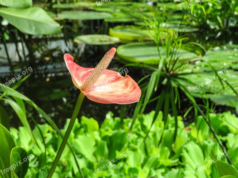 Anthurium Flower Exotic Flamingo Tropical