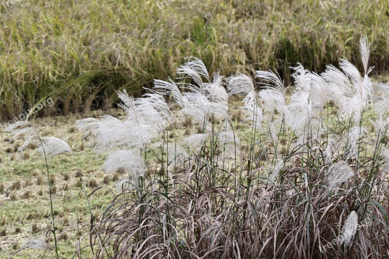 Autumn Reed Rice Paddies Silver Grass Landscape