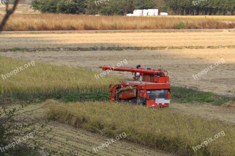 Harvest Autumn Rice Paddies Field Tractor