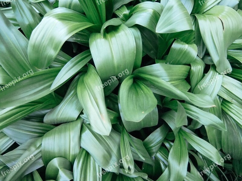 Leaves Lilies Of The Valley Green Background Desktop