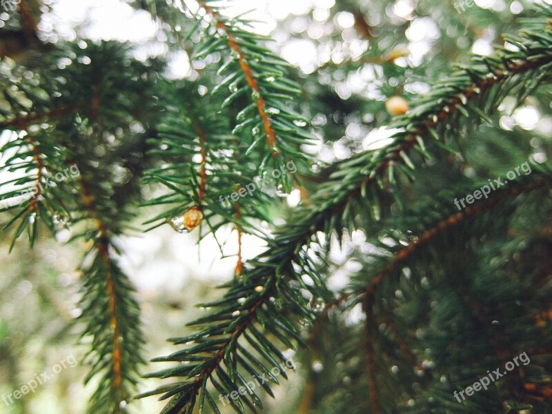 Spruce Christmas Tree Tree Branch Conifer