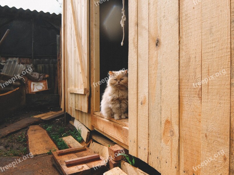 Cat Barn Tree Red-headed Cat Peach