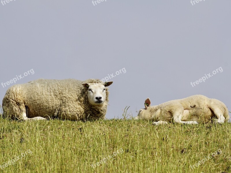 Sheep Lamb Mother-child Schäfchen Wool