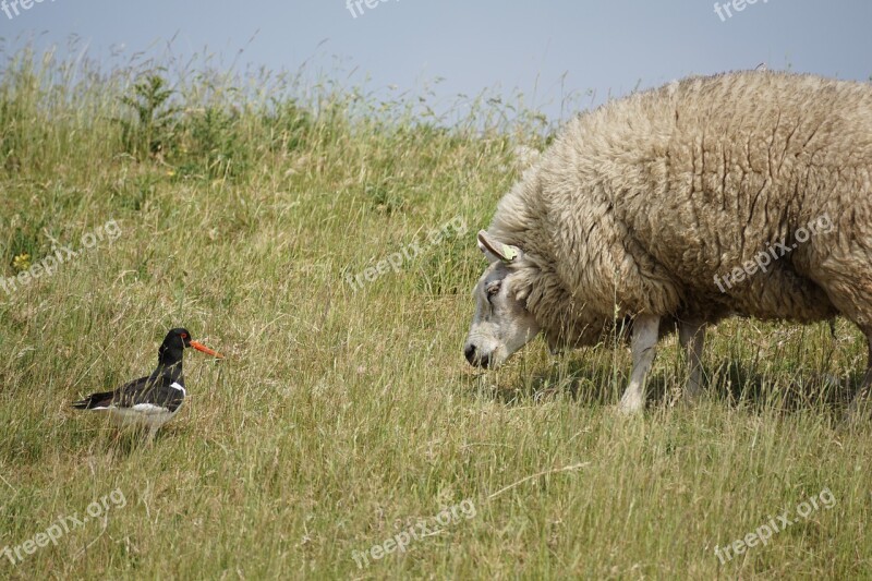 Sheep Oystercatcher Bird Wool Concerns