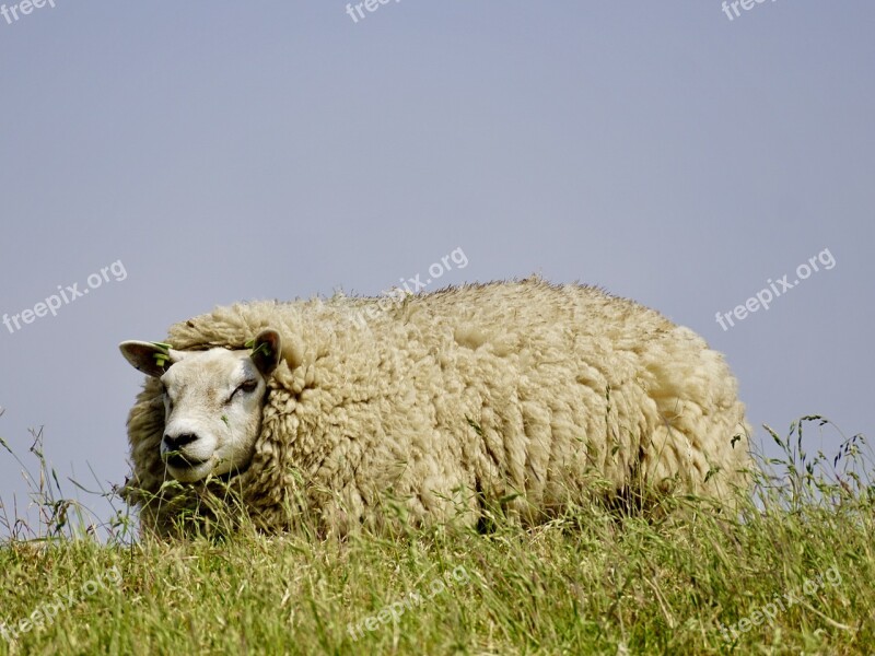 Sheep Wool Concerns Grass Chill Out