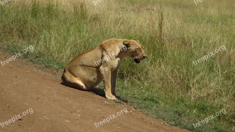 Lioness Africa Masai Mara Free Photos